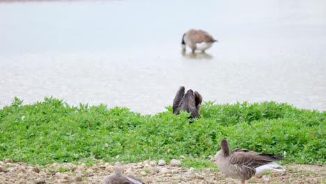 Großer-Kormoran,-Der-Auf-Seinem-Nest-Sitzt-Und-Seine-Flügel-Ausbreitet,-Mit-Weißem-Gesicht-Und-Gelbem-Und-Grauem-Schnabel