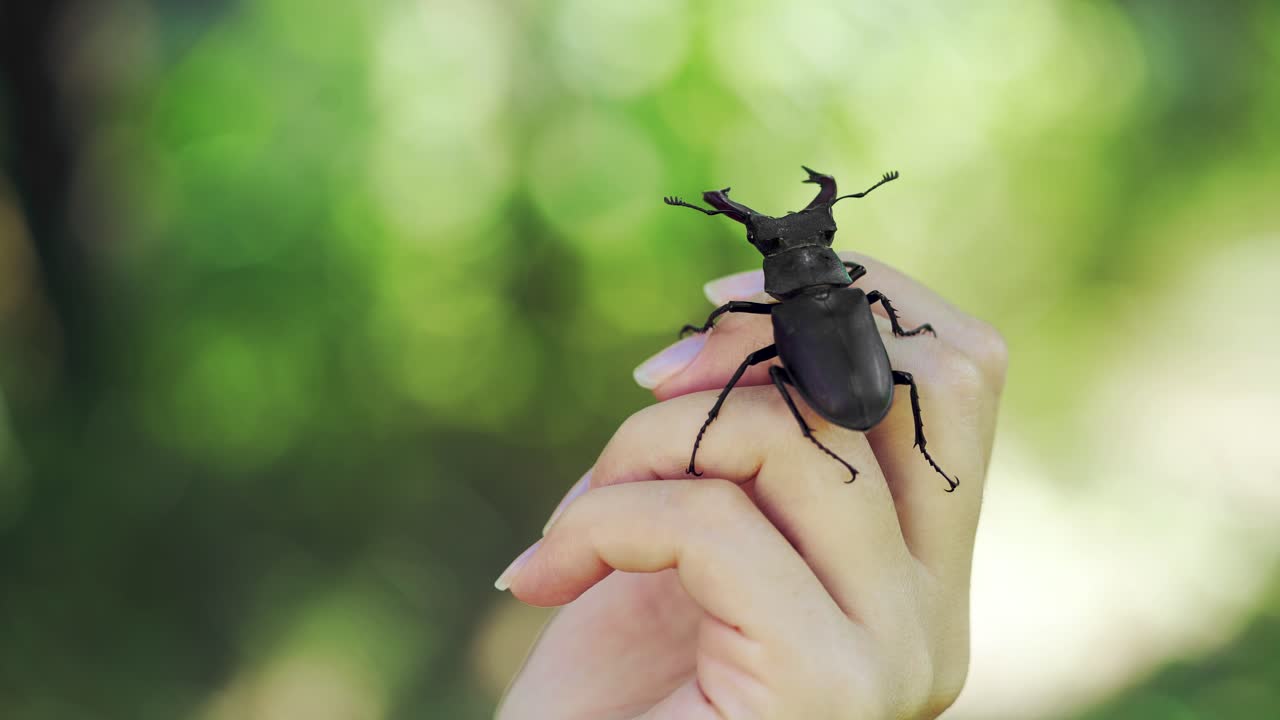Big horned beetle. Stag beetle on a hand. (Lucanus cervus)