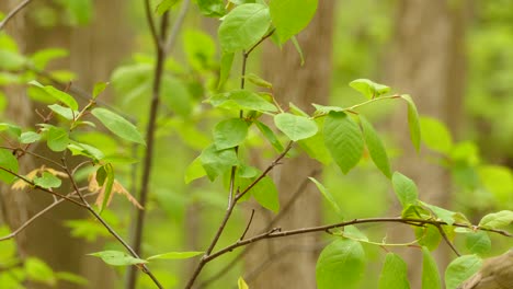 red eyed vireo bird jumps on weak tree branch with green leaves, forestry background