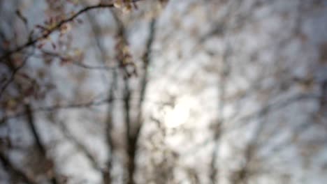 Pull-Away-Slow-Motion-Shot-of-Cherry-Tree-Blossoms