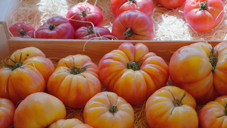 Primo piano di pomodori cimelio arancioni e rossi in una cassa di legno in una bancarella del mercato, Costa Azzurra, Francia.