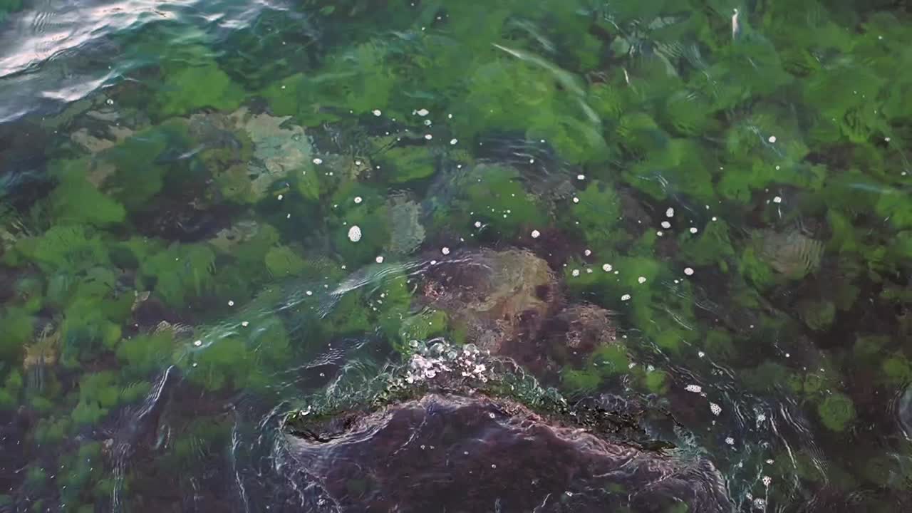 Clear Ocean Water Over Rocks and Algae