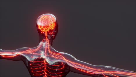 Spinal-cord-nerve-energy-impulses-into-brain