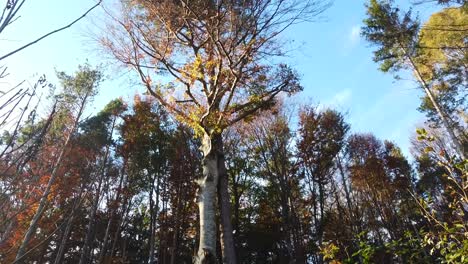 un árbol enorme que se acopla o une con un hermoso color otoñal de las hojas y el cielo azul