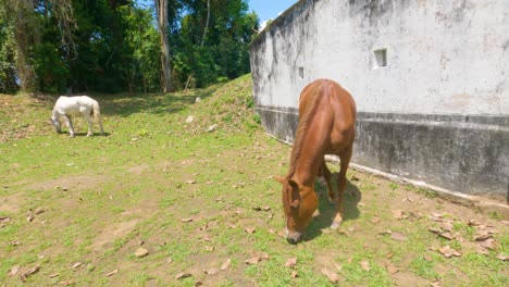 Approaching-brown-horse-grazing-grass-in-sunny-day