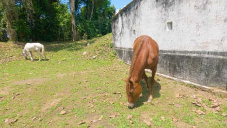 acercándose a caballo marrón pastando hierba en un día soleado