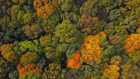 top down autumn wood. aerial top view of autumn forest with colorful trees 02