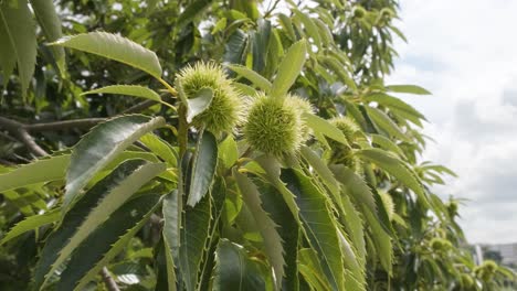 close up dolly shot of the prickly shells of raw green chestnut hedgehogs growing in an orchard, northern spain