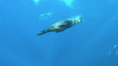los leones marinos pasan cerca bajo el agua en busca de sardinas, sudáfrica