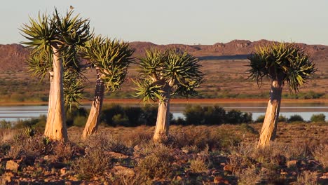 koker boom oder köcherbaum des nordkap, südafrika