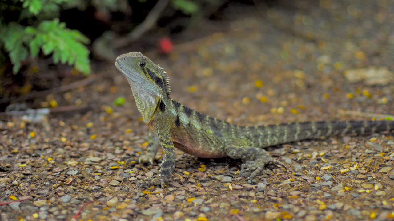 австралийская ящерица - водяной дракон замедленная съемка