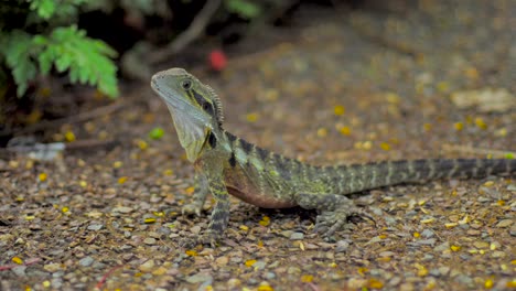 Lagarto-De-Australia---Cámara-Lenta-De-Dragón-De-Agua