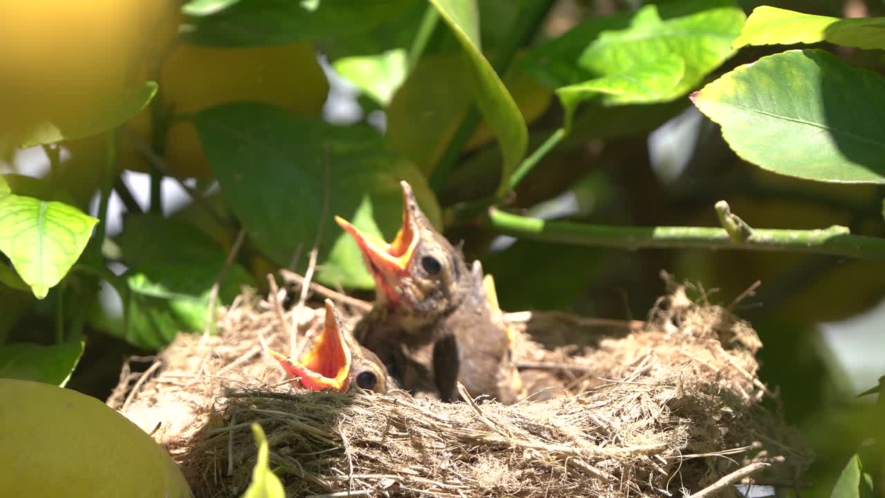 verdadero pájaro de la trucha en el nido alimenta a los bebés y a los polluelos