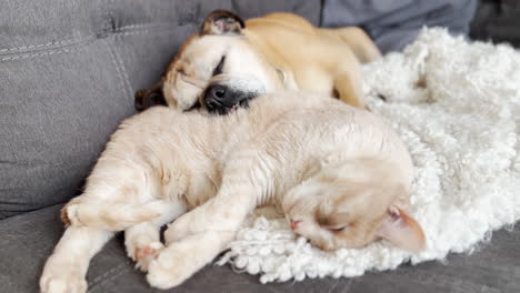 Katze-Und-Hund-Kuscheln-Zusammen-Süßer-Moment