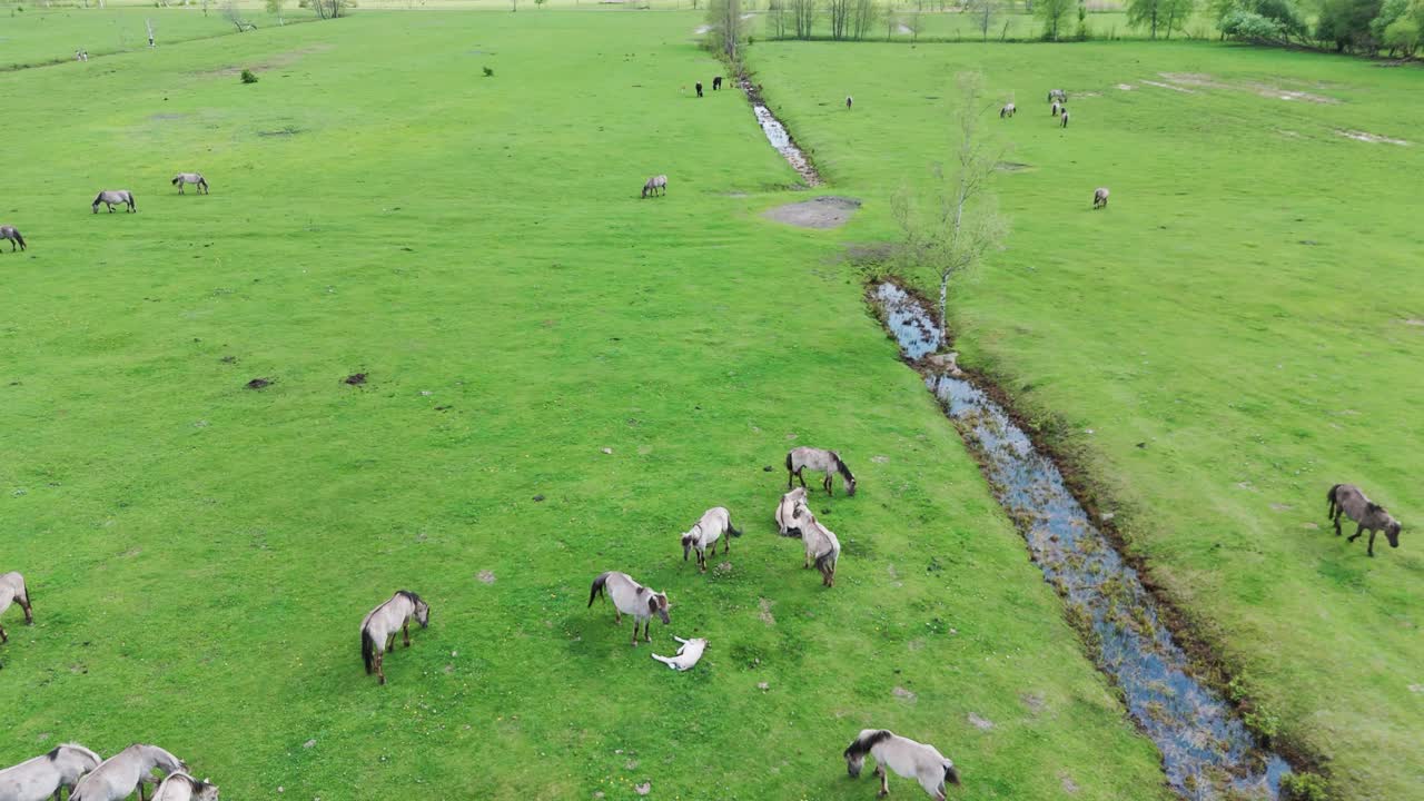 дикие лошади и коровы-ауроксен бегают в национальном парке папе, латвия
