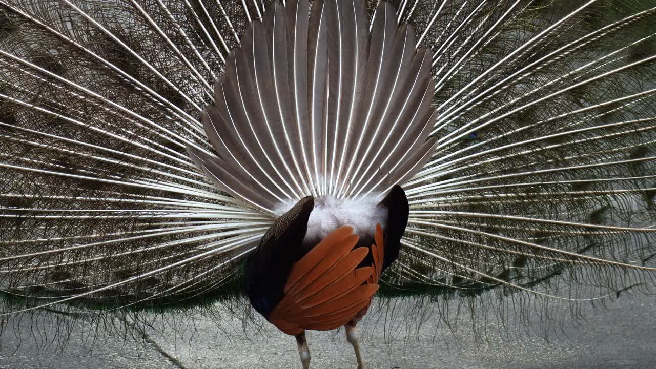 The back side of a majestic male Indian peafowl (Pavo cristatus) raises its tail into a fan to attract mates during mating season, close up shot