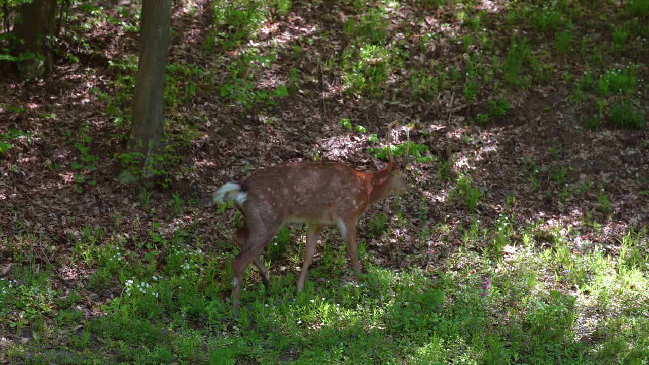 Daino nel bosco