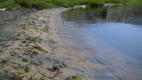 the shore of lake baikal closeup