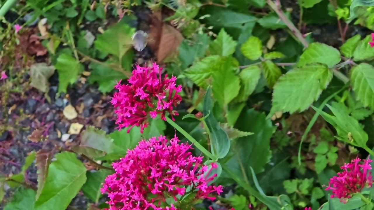 Sfinge colibrì si libra tra fiori rosa mentre si nutre di nettare in un giardino