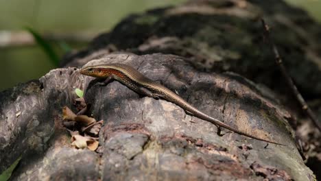 Facing-to-the-left-then-moves-its-head-to-look-around-as-shadows-and-light-casting-on-it,-Common-Sun-Skink-Eutropis-multifasciata,-Thailand