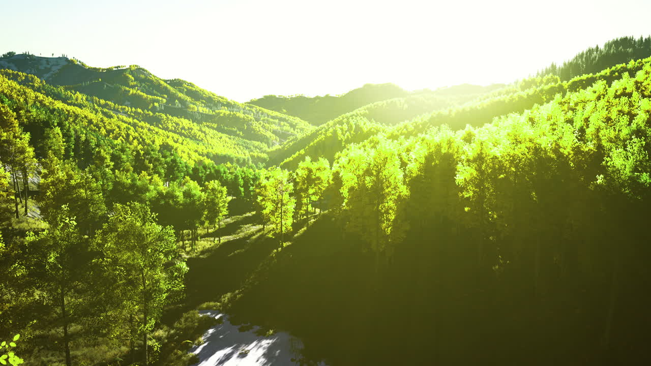 Bright morning sun bathes a lush forest in serene mountains