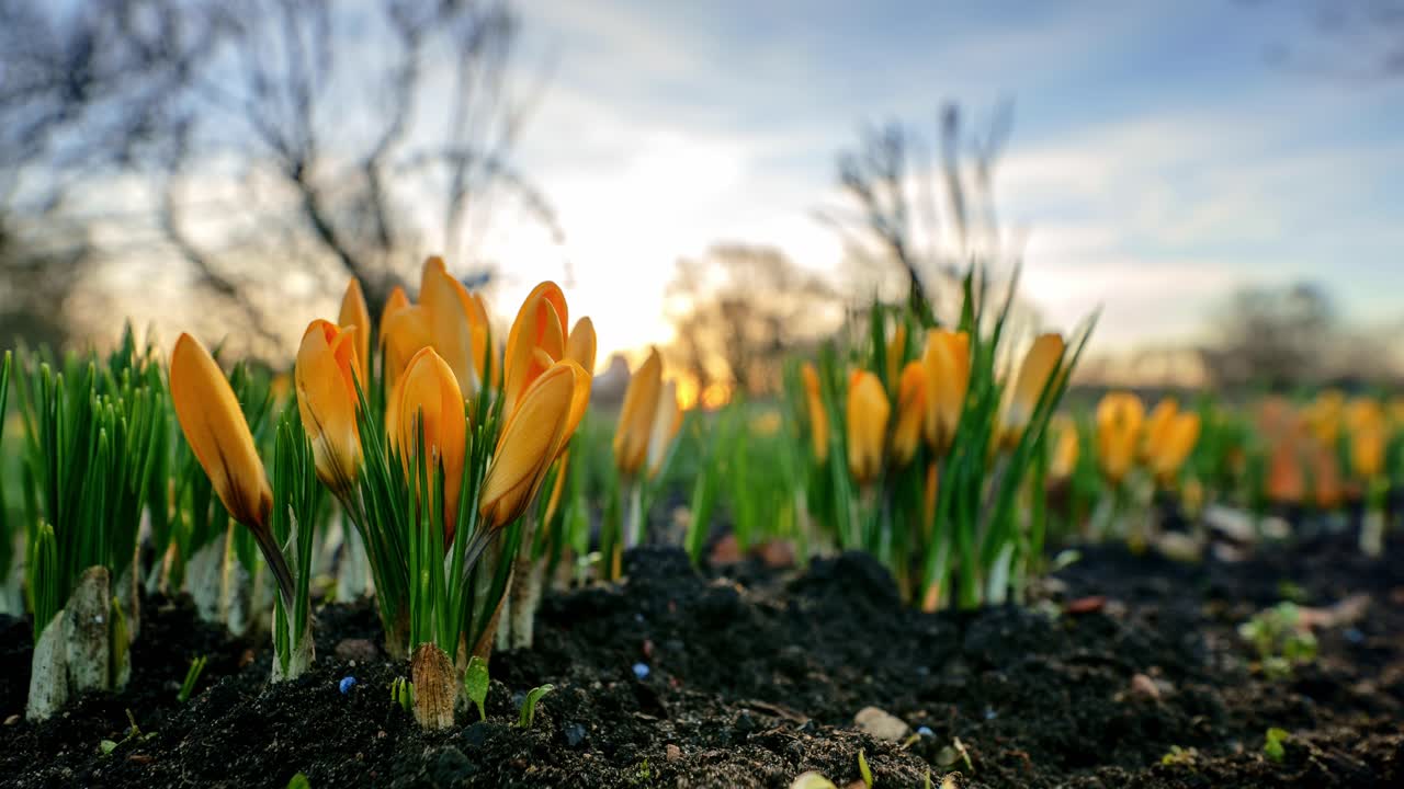 Timelapse of blooming crocuses in spring garden shows nature awakening, sunlight