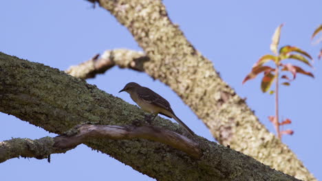 Northern-mockingbird-on-a-large-branch