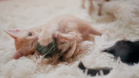 playful kittens with toys