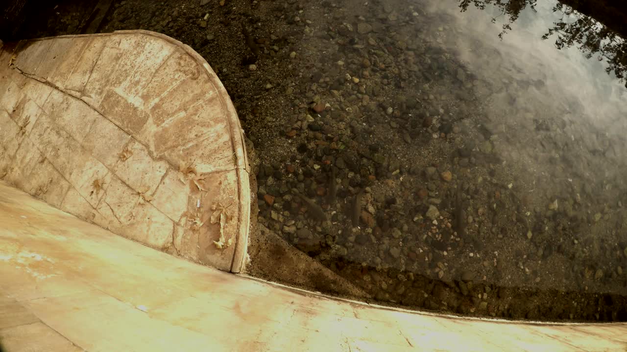 일부 카르프는 신성한 물고기의 연못 근처의 운하의 은 물에서 수영합니다.