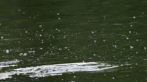 Büffelkopfente-Quackt-Vor-Dem-Eintauchen-In-Teichwasser,-Pappelflaum