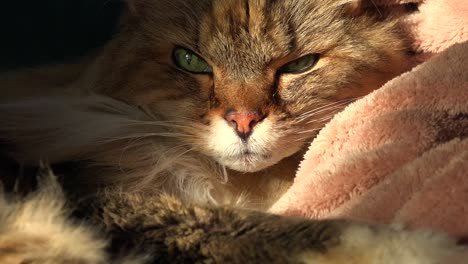 A-beautiful-maine-coon-cat-looks-up-from-sleep