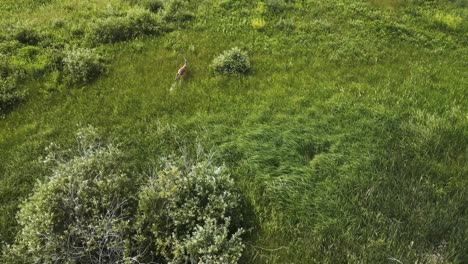 drone chases scared wildlife running fawn deer doe out of hiding place for outdoor aerial overhead view over canadian grassland ecosystem in the manitoba summer lakeside park habitat