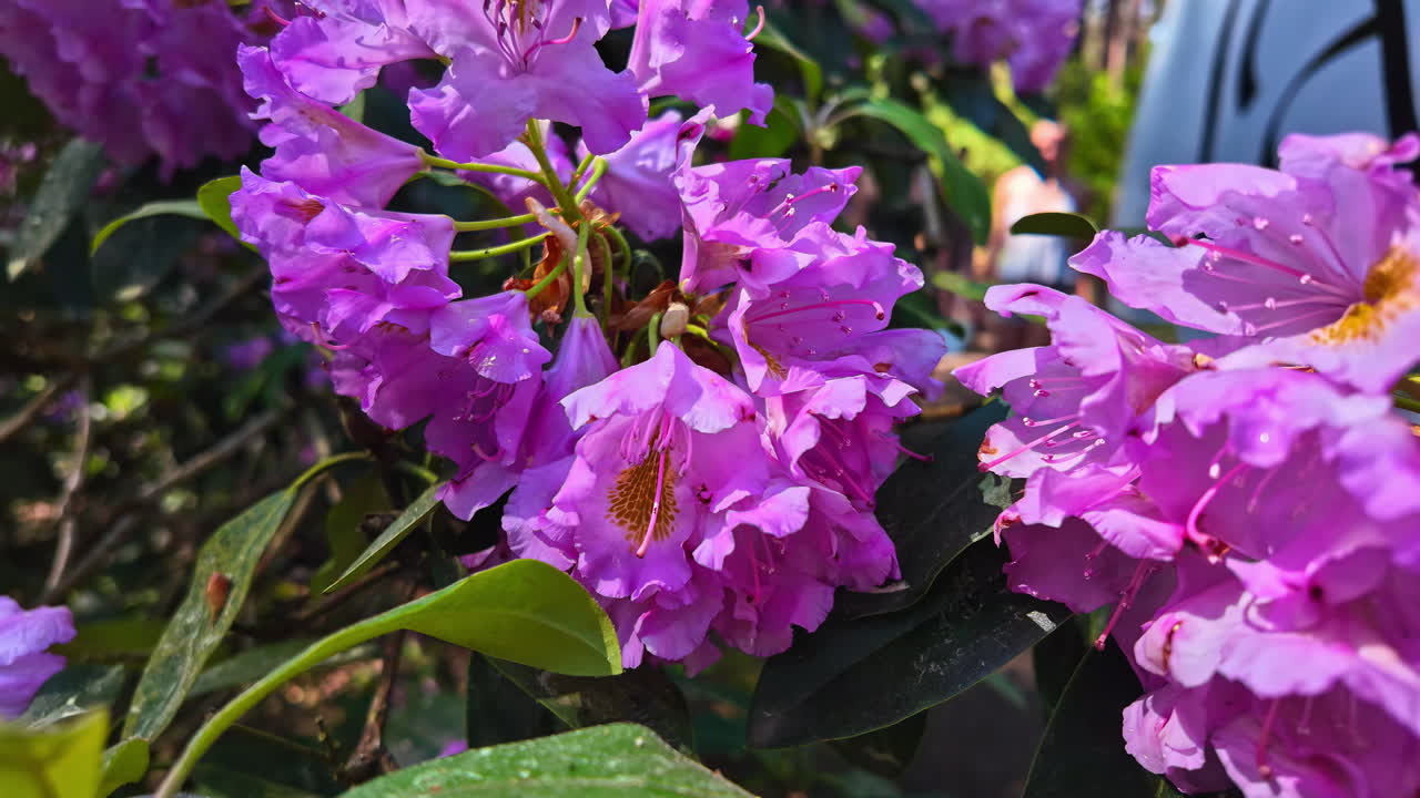 Close-up of Beautiful Purple Rhododendron Flowers