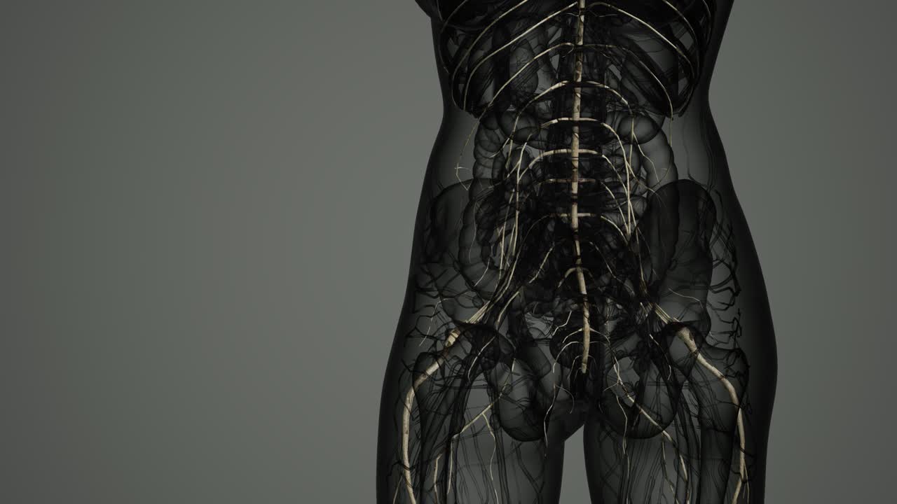 y el sistema nervioso del cerebro humano