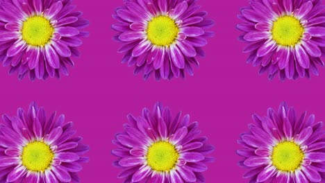 patrón de crisantemo violeta en un fondo violeta. gráficos de movimiento simples animación floral