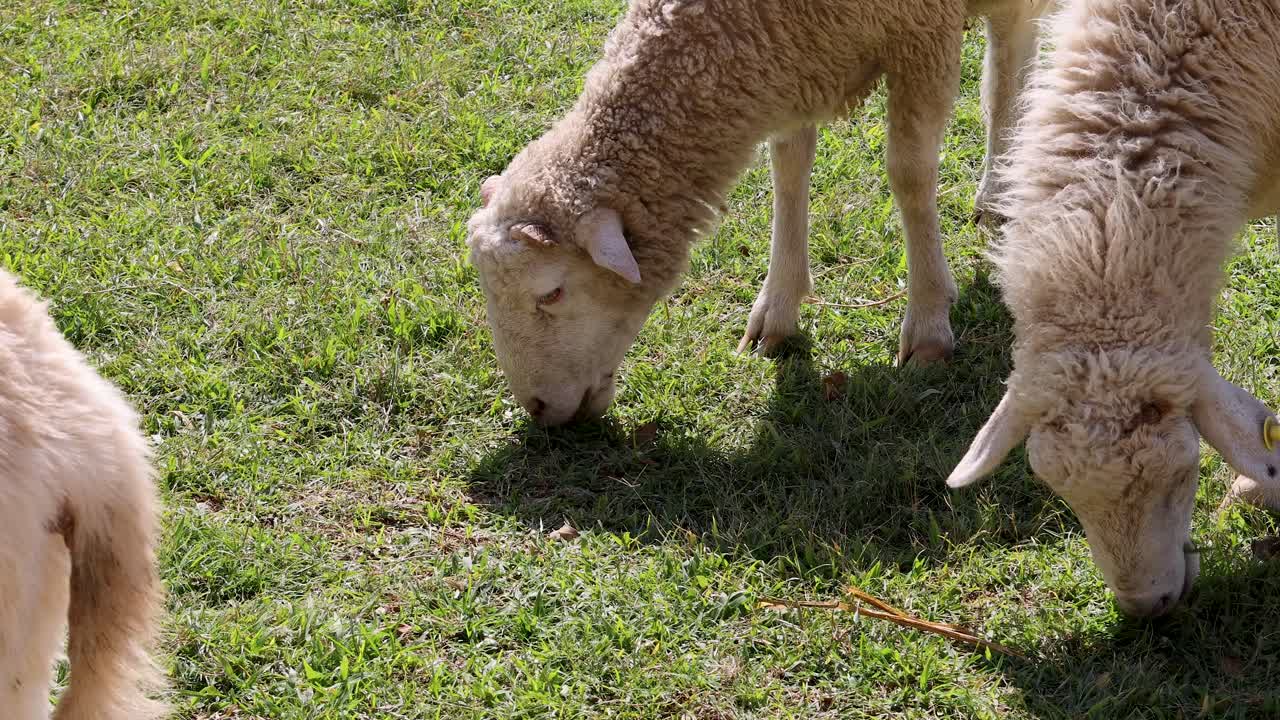 Three sheep graze on green grass under bright sunlight, rural pasture, steady camera, natural light