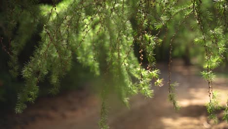 Rack-Fokus-Von-Der-Vegetation-Bis-Zum-Ländlichen-Weg-Zeitlupe-60fps