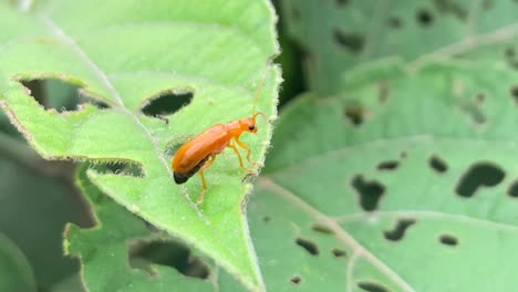 cerca de escarabajos de calabaza alimentándose de follaje de plantas agrícolas de cultivo