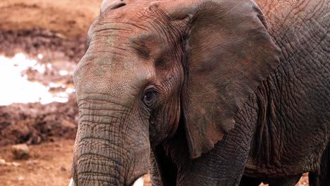 closeup of face and wrinkled skin of an african elephant