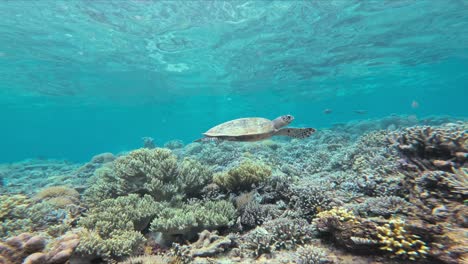 A-sea-turtle-swims-among-a-lively-coral-reef-under-the-ocean-surface