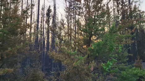 POV-Fahrt-An-Den-Folgen-Des-Waldbrandes-Am-Kirkland-Lake-KLK005-Vorbei,-Wobei-Die-Sonne-Durch-Bäume-Hindurch-Sichtbar-Ist