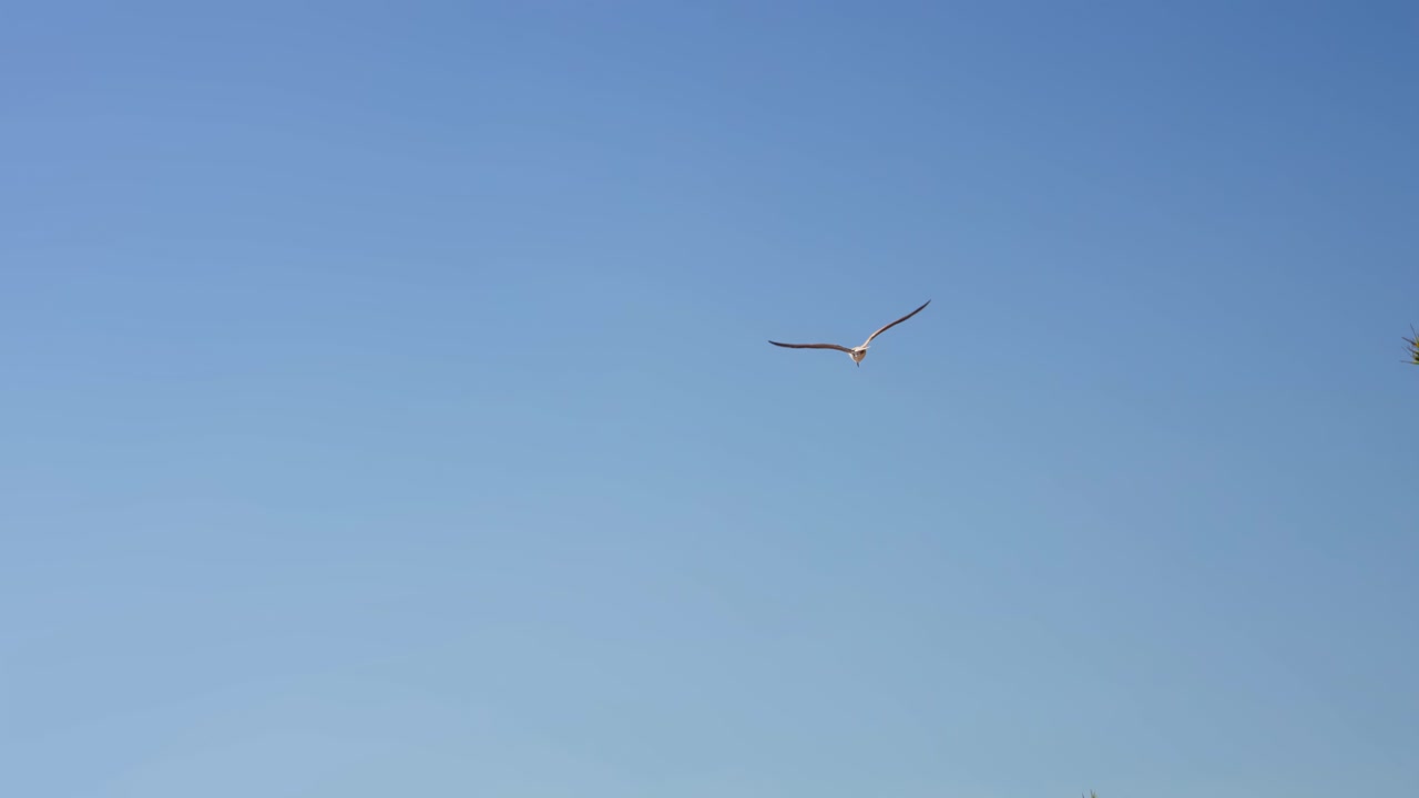 슬로우 모션으로 날아가는 갈매기