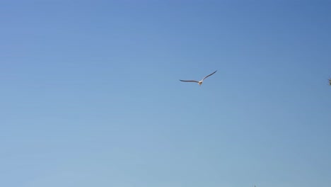 seagull flying in slow motion