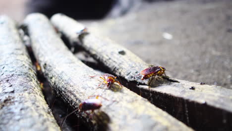 Broken-wood-inside-dark-cave-with-nocturnal-bugs,-close-up