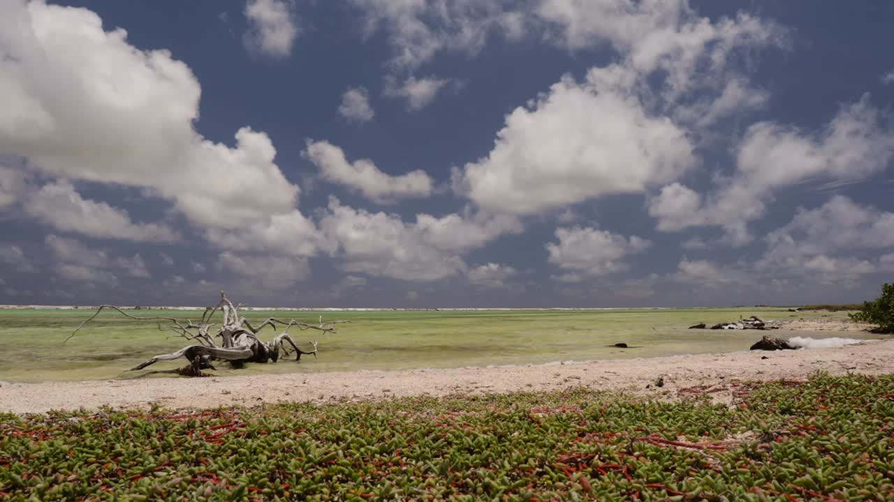 Beach scene with driftwood and clouds