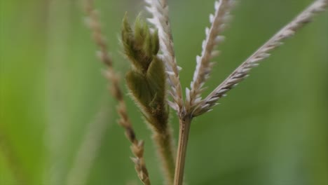 Eleusine-Coracana-Oder-Fingerhirse-Ist-Eine-Einjährige-Krautige-Pflanze,-Die-In-Den-Ariden-Und-Semiariden-Gebieten-Afrikas-Und-Asiens-Als-Getreidepflanze-Weit-Verbreitet-Ist