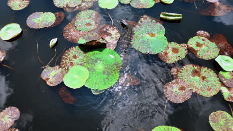 big varanus salvator swimming by the river covered with water lily leaves. following dragon reptile moving among the plants. top view.