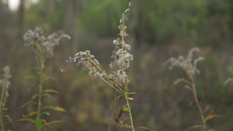 Planta-Difusa-Que-Sopla-En-El-Viento,-En-El-Bosque,-En-Cámara-Lenta