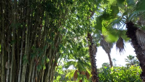 sunlight filtering through bamboo and palm trees