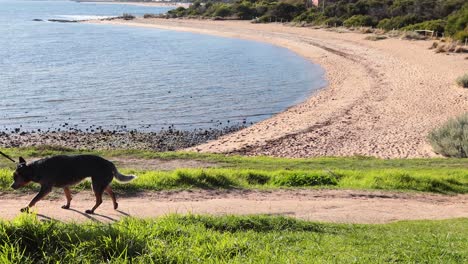 a person walking a dog by the beach